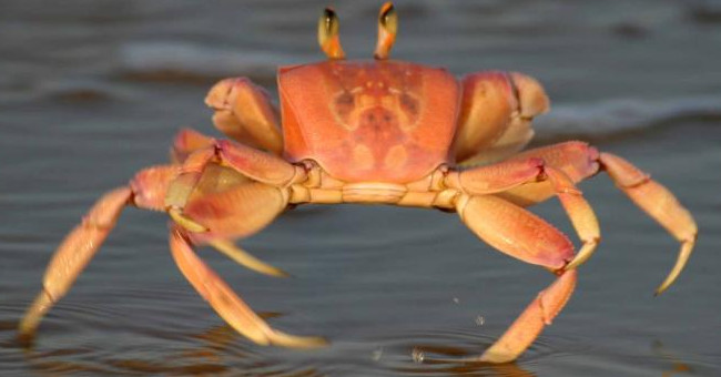 Discovering new crab species in Binh Thuan