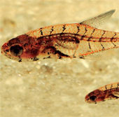 Discovering new fish species in Brazil