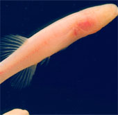 Discovering new fish without eyes