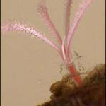Discovering new marine pests