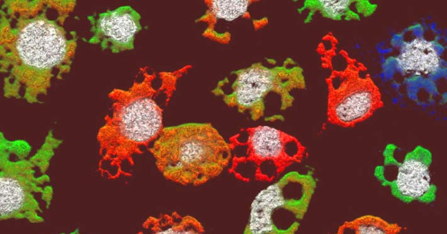 Discovering new 'monsters' has the ability to invade a human body