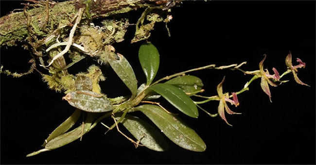Discovering new orchids in Peruvian jungle