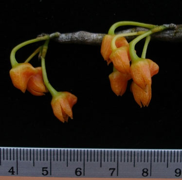Discovering new orchids only in Vietnam