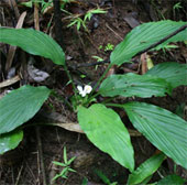 Discovering new plant species in Binh Phuoc