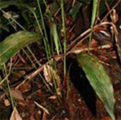 Discovering new plant species in Khanh Hoa