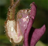 Discovering new plant species in Quang Binh