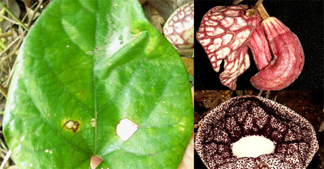 Discovering new plant species in Vietnam