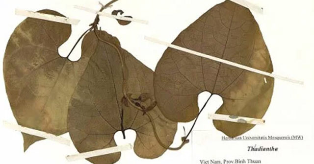 Discovering new plants for medicinal plants