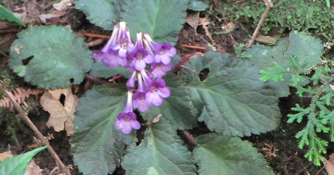 Discovering new plants in Cao Bang