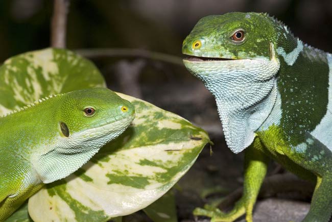 Discovering new salamanders in Fiji