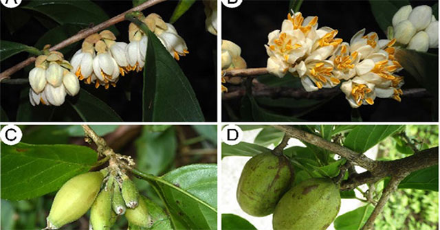Discovering new species in Truong Son mountain range