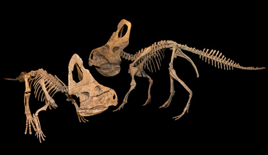 Discovering new strains of dinosaur Ceratopsidae