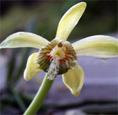 Discovering orchids 'blood' in Khanh Hoa