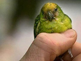 Discovering parrot species is only as small as a thumb