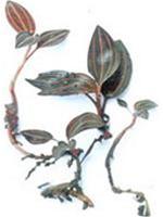 Discovering rare and precious orchid species in Quang Tri