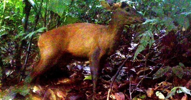 Discovering rare and precious species in Thanh Hoa