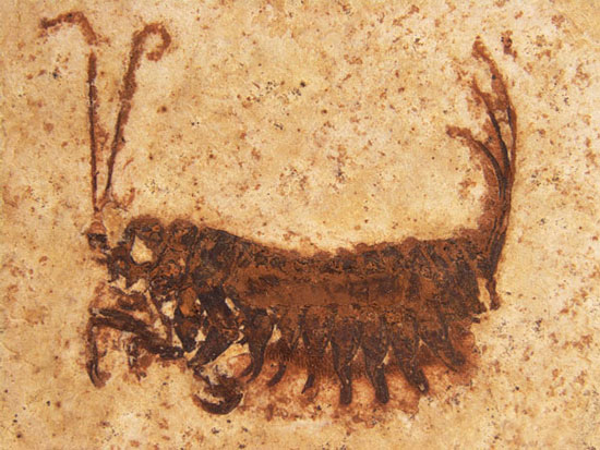 Discovering strange ancient insects