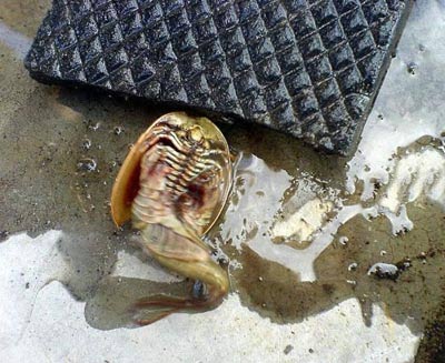 Discovering strange creatures in Russia