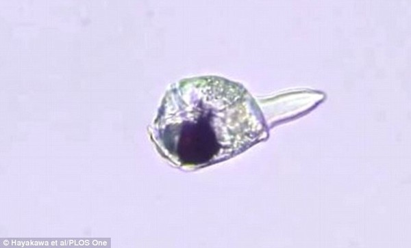 Discovering strange creatures without brains, one eye can eat meat