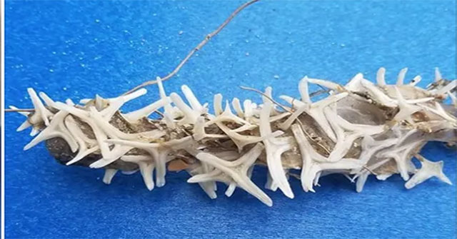 Discovering strange sea creatures suspected of being aliens in America