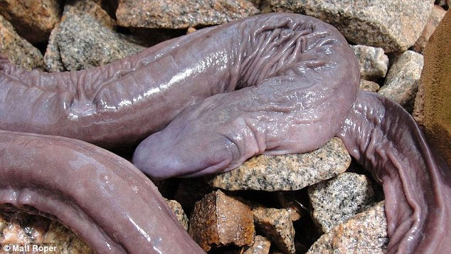 Discovering strange species of blind snake in Brazil