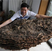 Discovering super-rare and precious Yunzhi mushrooms in China