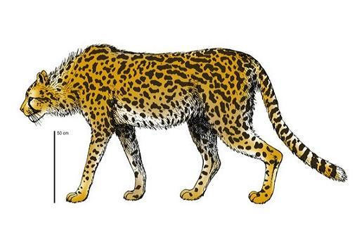 Discovering the fossil report 'the bloodiest assassin' lives near him