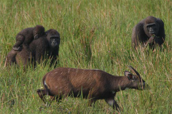 Discovering the kingdom of gorillas in Africa