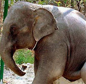 Discovering the 'law of peeing' of animals