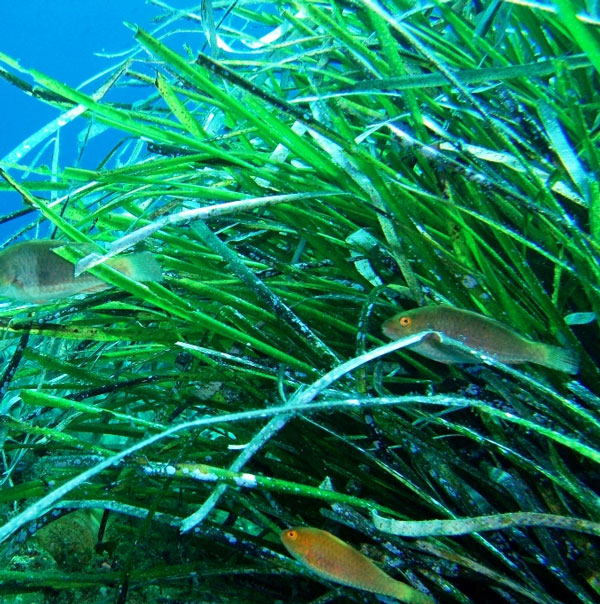 Discovering the longest living grass in the planet