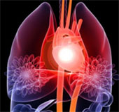 Discovering the mechanism involved in the contraction of heart muscle