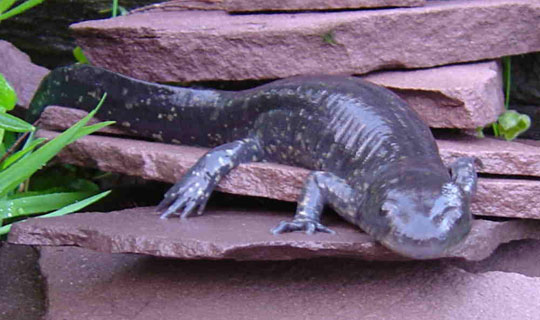 Discovering the principle of regenerating the body of salamanders