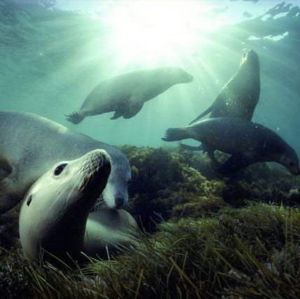 Discovering the sea lion's secret of deep hunting