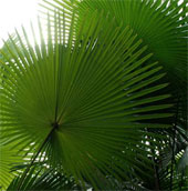 Discovering the type of gene can increase palm oil production