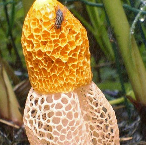Discovering the type of sniffing fungus can reach orgasm