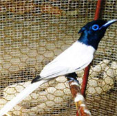 Discovering Thien Duong bird in Lao Cai
