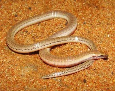 Discovering tiny species of legless lizard and woodpecker in Brazil