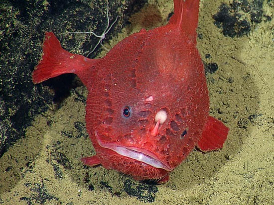 Discovering walking fish