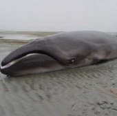 Discovering whales that seem to be extinct