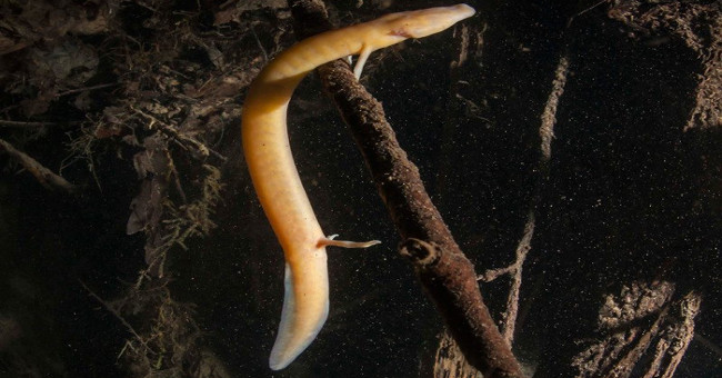 Discovering 'young dragon' in a lake deeper than 100m underground