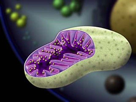 Discovery in mitochondria opens new research on cancer