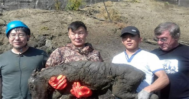 Discovery of 3-month-old fossil horse in Siberia's gate of hell