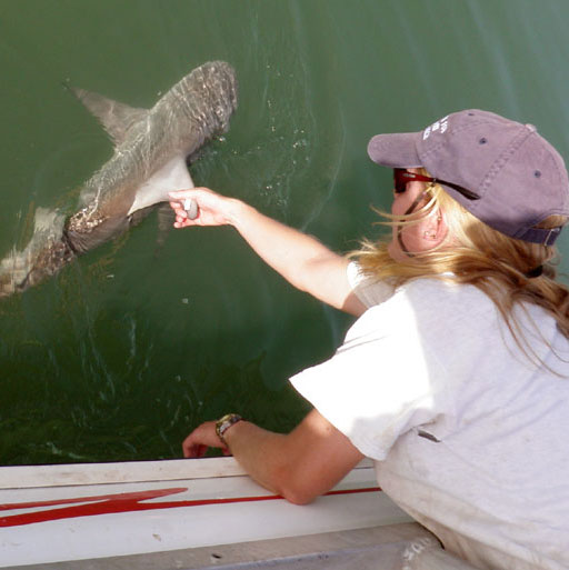 Discovery of a shark's paradise