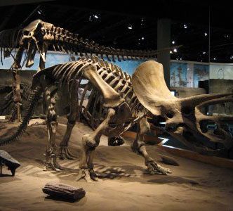 Discovery of dinosaur embryos dating back 190 million years