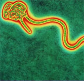 Discuss the infection through the air of Ebola virus