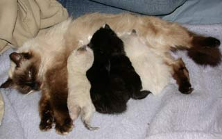 Disease of young cattle