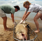 Disease outbreaks again in dolphins