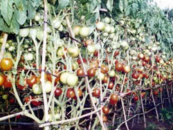 Disease-resistant tomato graft