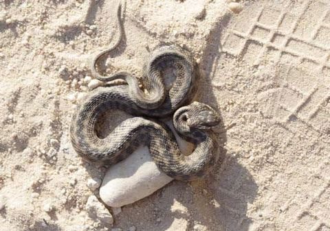 Disguise like a snake snake to protect yourself