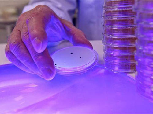 Disinfection lighting system